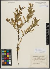 Foto von Salix triandra subsp. triandra L.